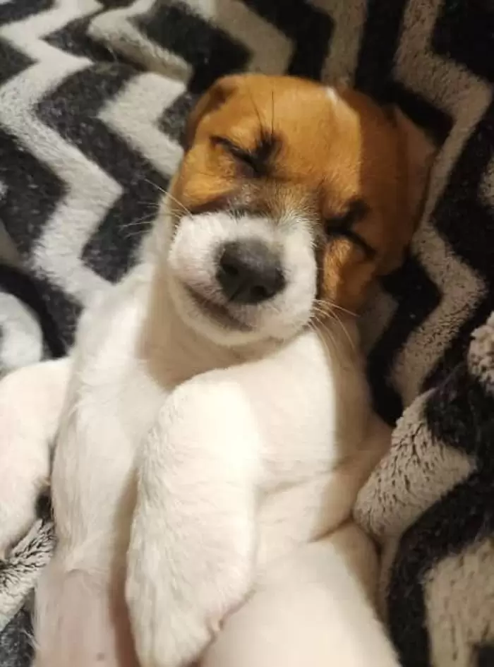 $800 Female Jack Russell pups for Sale