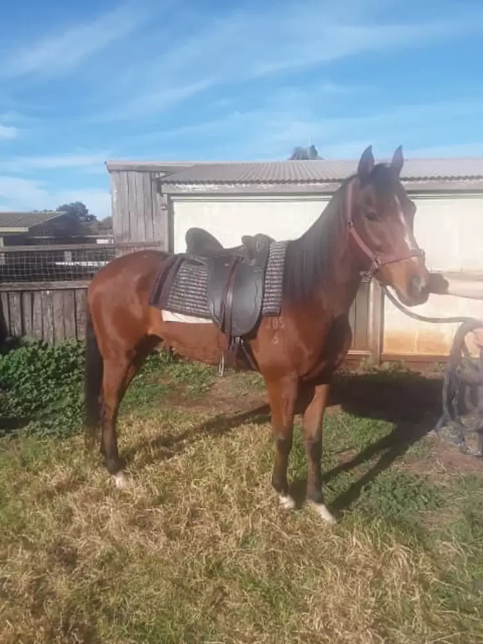 Gorgeous Gelding | Horses & Ponies |  Australia Toowoomba City