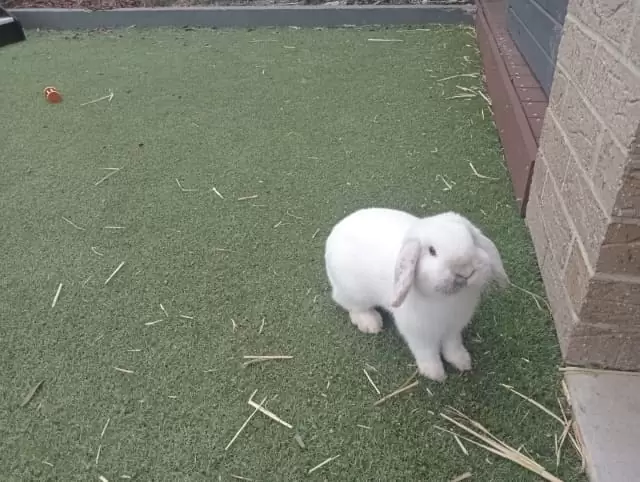 $50 White male lop eared bunny rabbit