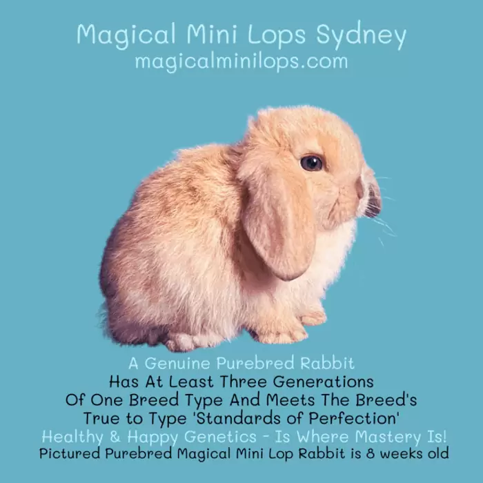 $360 Magnificent Baby Mini Lop Bunny Rabbits For Sale Sydney, So Cute!