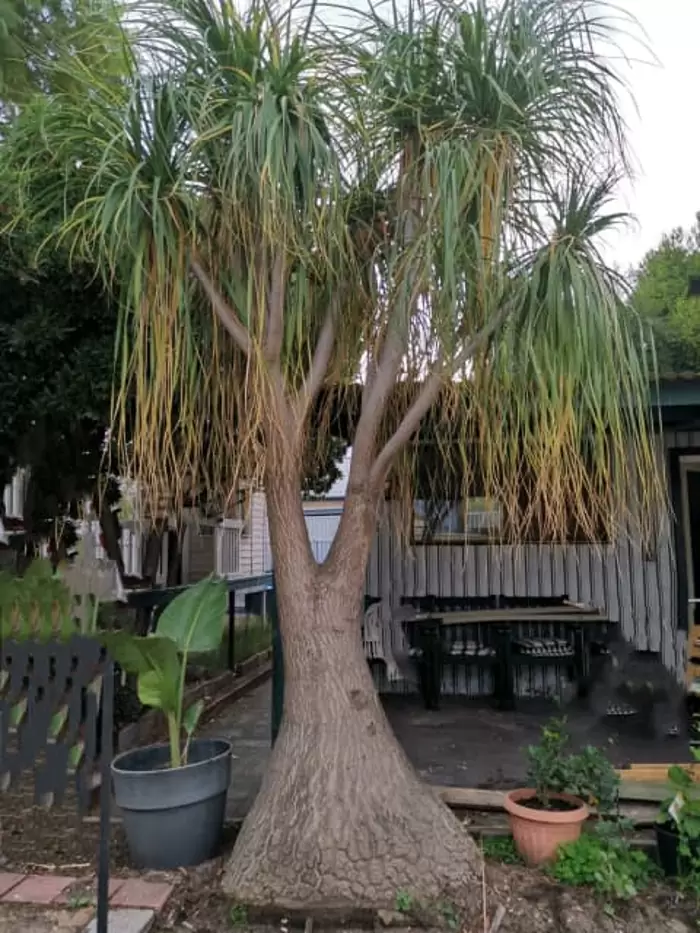 Ponytail Palm   | Plants |  Australia Port Adelaide Area