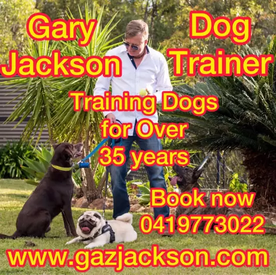 Gaz Jackson Dog Trainer South East Queensland