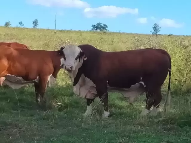 $8,000 Braford Bull | Livestock |  Australia Somerset Area