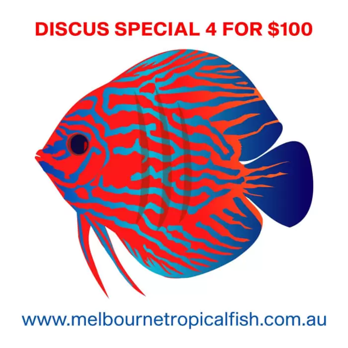 $100 Assorted Discus 4 for $ 100 - AUSTRALIA WIDE SHIPPING