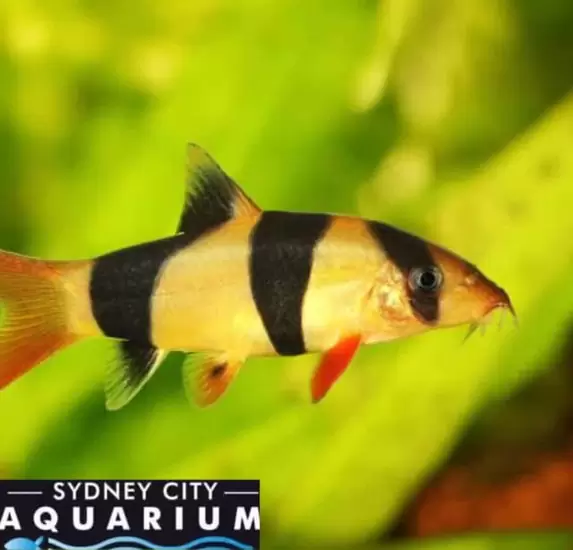 The Greatest Fish On Earth?! Clown Loaches on Sale Now!
