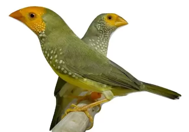 $99 Finches for Sale | Over 300 in Stock