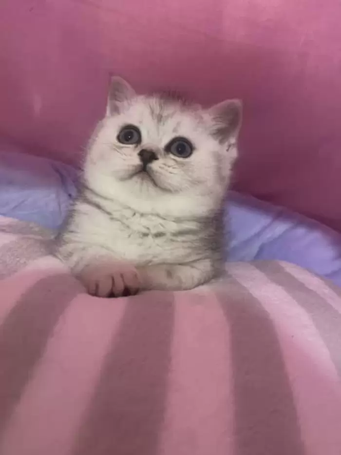 $2,600 Beautiful British Shorthair kitten ready for forever home