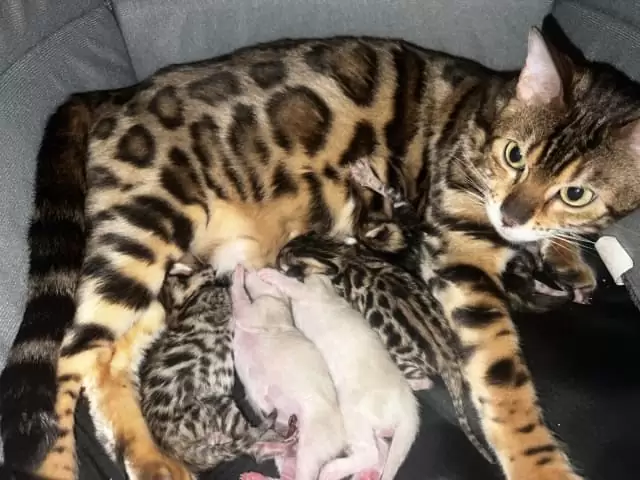 $2,500 Bengal Kittens Snow and Brown Rosetted